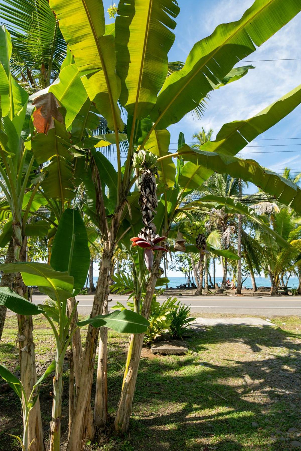 Casa Blanca Beachfront House With Shared Pool Access Pangea Lodge Manzanillo  Eksteriør billede